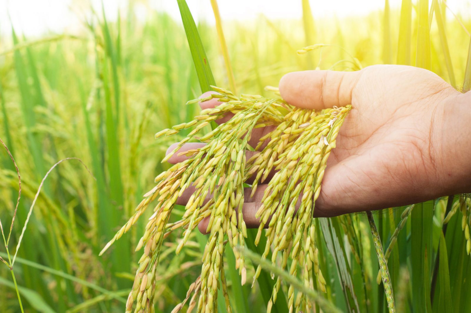 Mali : vers un rebond de la production rizicole en 2025/2026